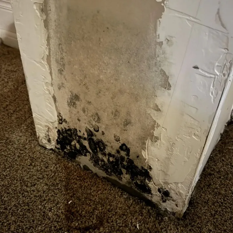 Professional Mold Removal in Milford, CT
